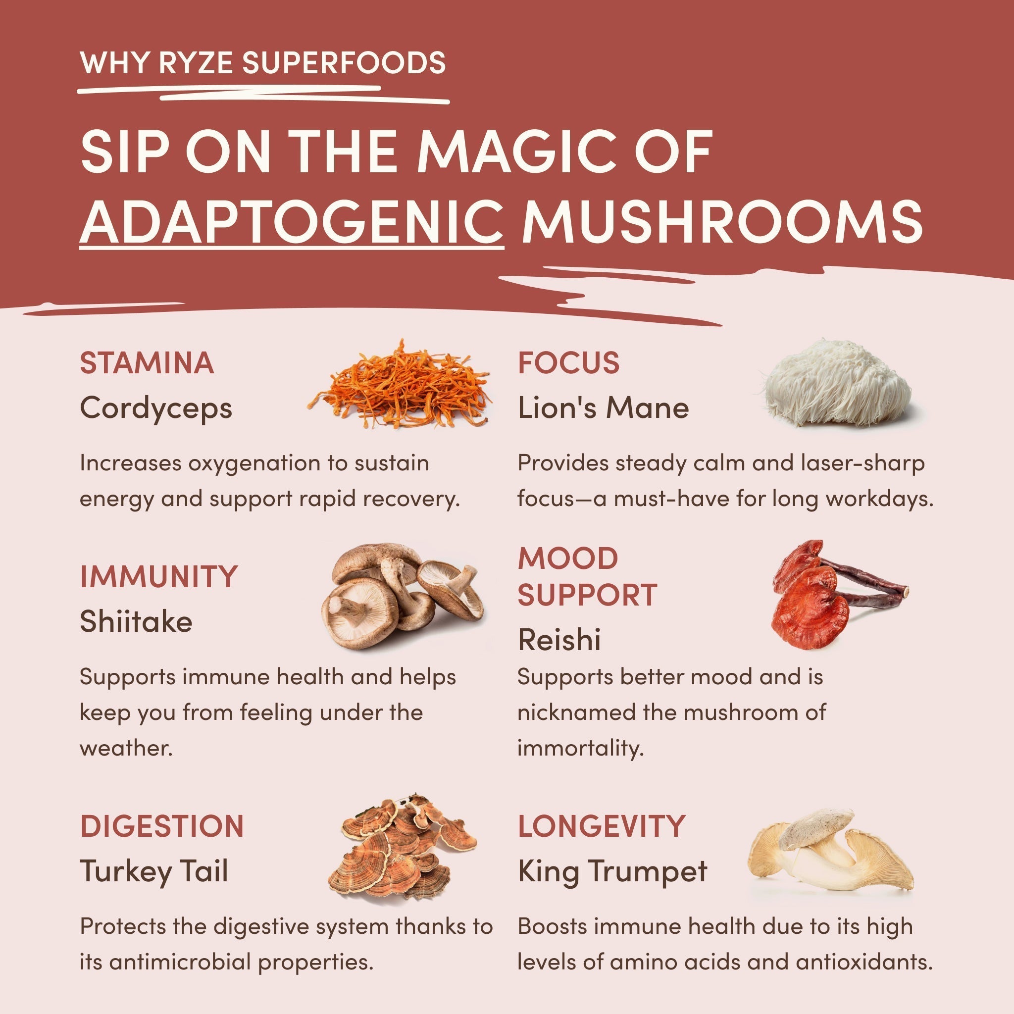 Mushroom Chicory (30 Servings) S3