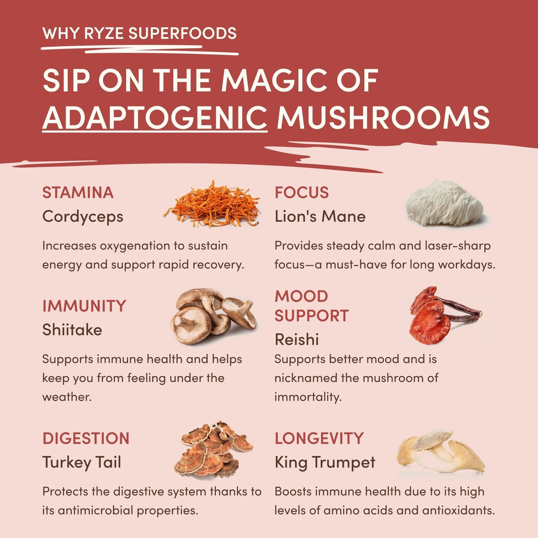 Mushroom Chai (20 Servings) O7